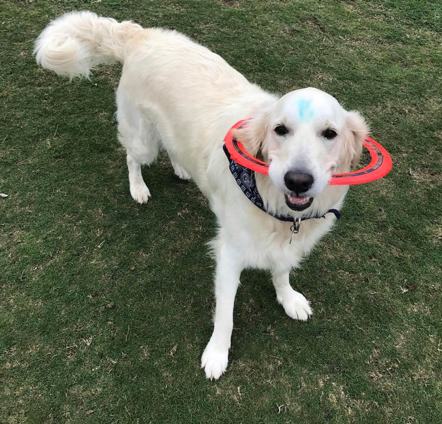 White Golden Retriever holds a frisbee ready to play.