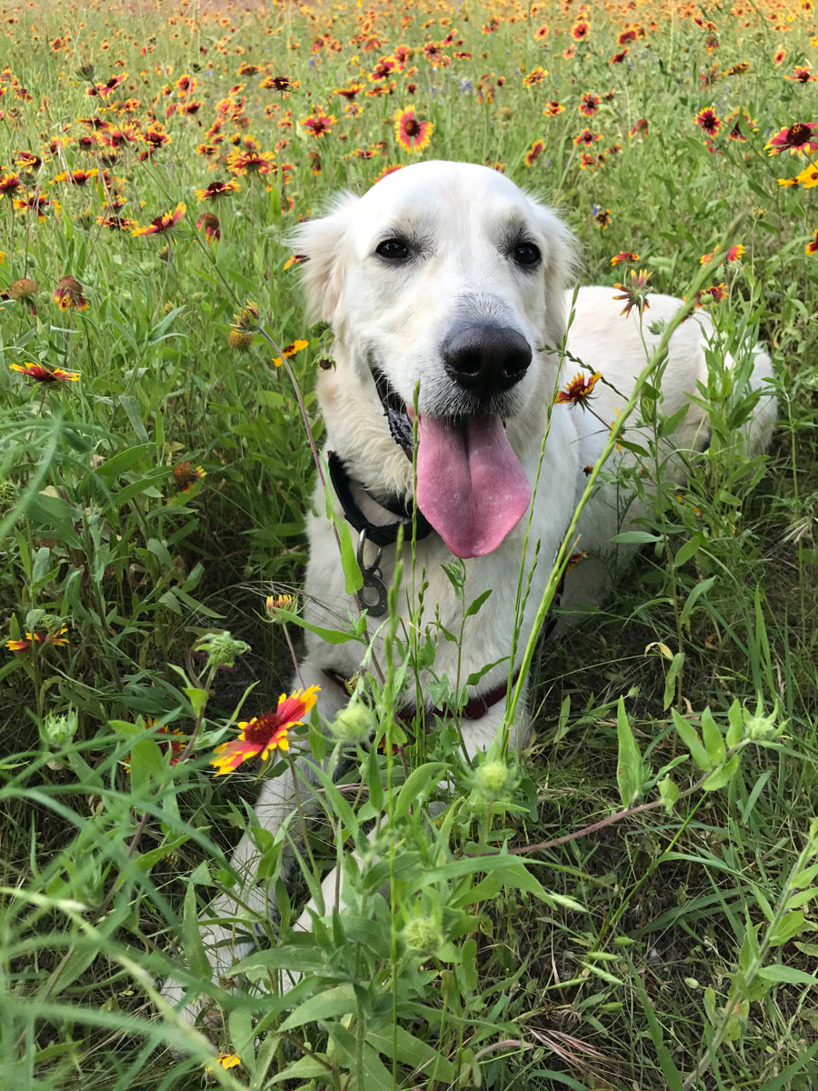 White Golden Retriever with his tongue out laying in a field of wildflowers.