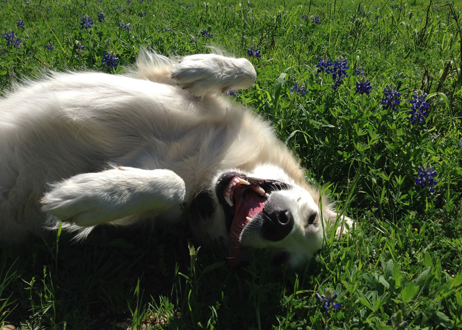White Golden Retriever rolling over in the Texas Bluebonnets, tongue out, eyes closed, basking in the sun.