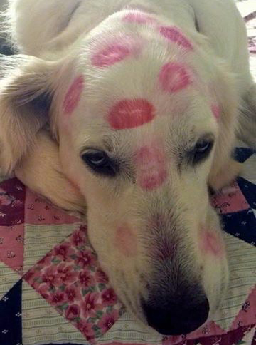 White Golden Retriever headshot covered in lipstick kisses looking very bored.