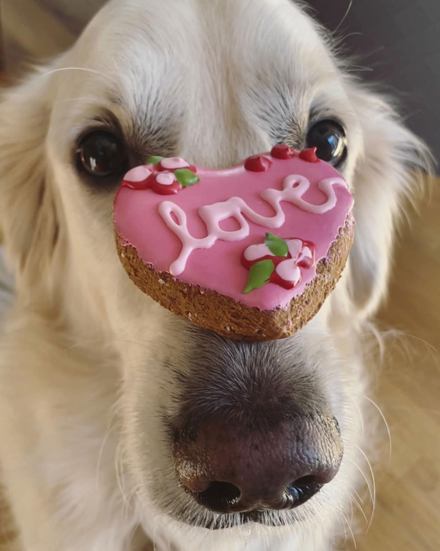White Golden Retriever balancing a pink cookie that says love on his snout looking at the camera with wide eyes.