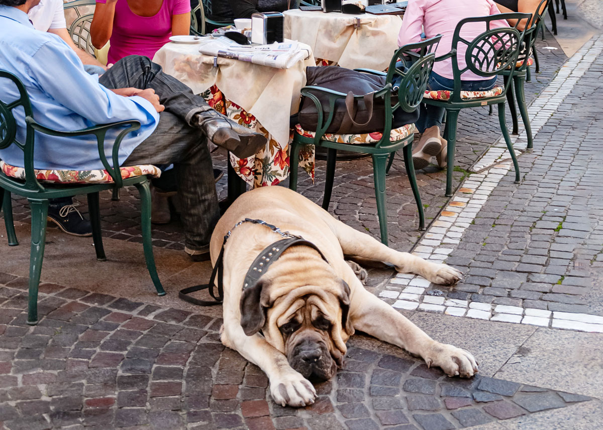 Huge Mastiff dog laying at the feet of his owner while his owner eats on the patio of a restaurant.