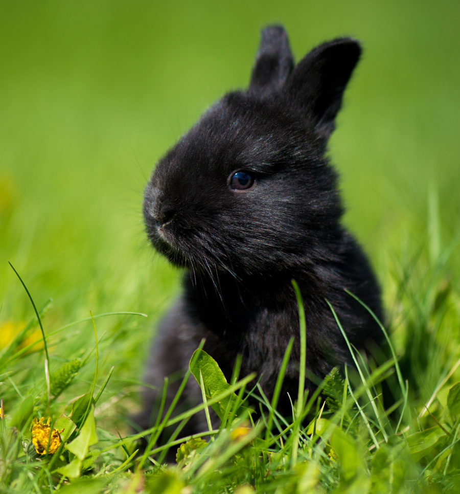 A black bunny sits in the grass and sunshine.
