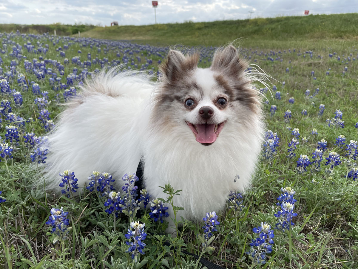 Pomeranian strikes a pose in the wildflowers looking very fluffy.