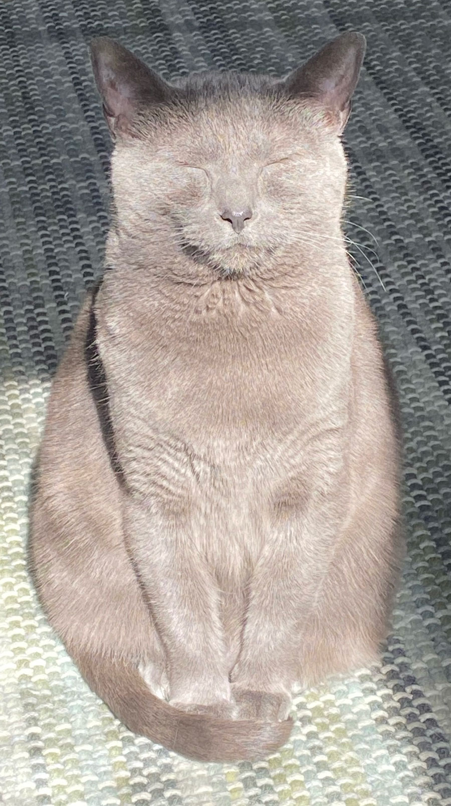 Gray cat sitting up tall relaxing in a sun beam with his eyes closed.
