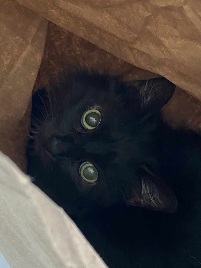 A black cat with green eyes peers out of a brown grocery bag.