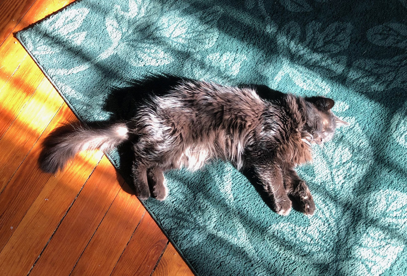 A black cat sun bathes and naps on a green floral rug.