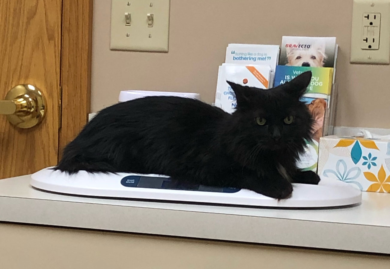 A black cat lays on a scale at the vet looking comfortable.