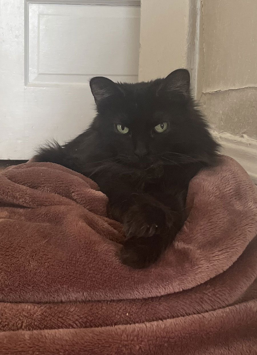 A black cat with green eyes is comfortable laying on a fleece blanket.