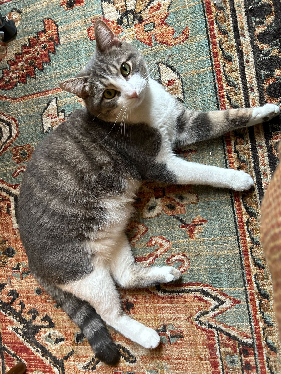 A gray and white cat lays sprawled on a rug.