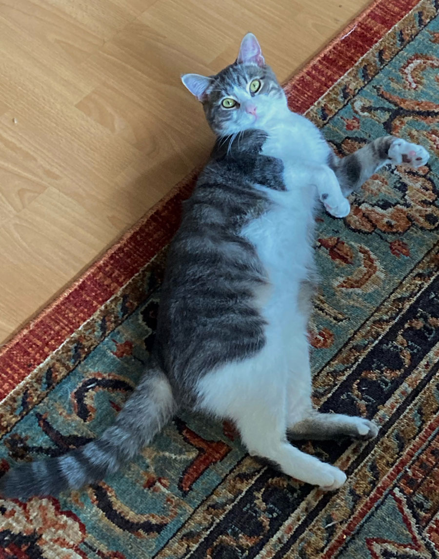 A gray and white cat shows his belly to the photographer standing above him.