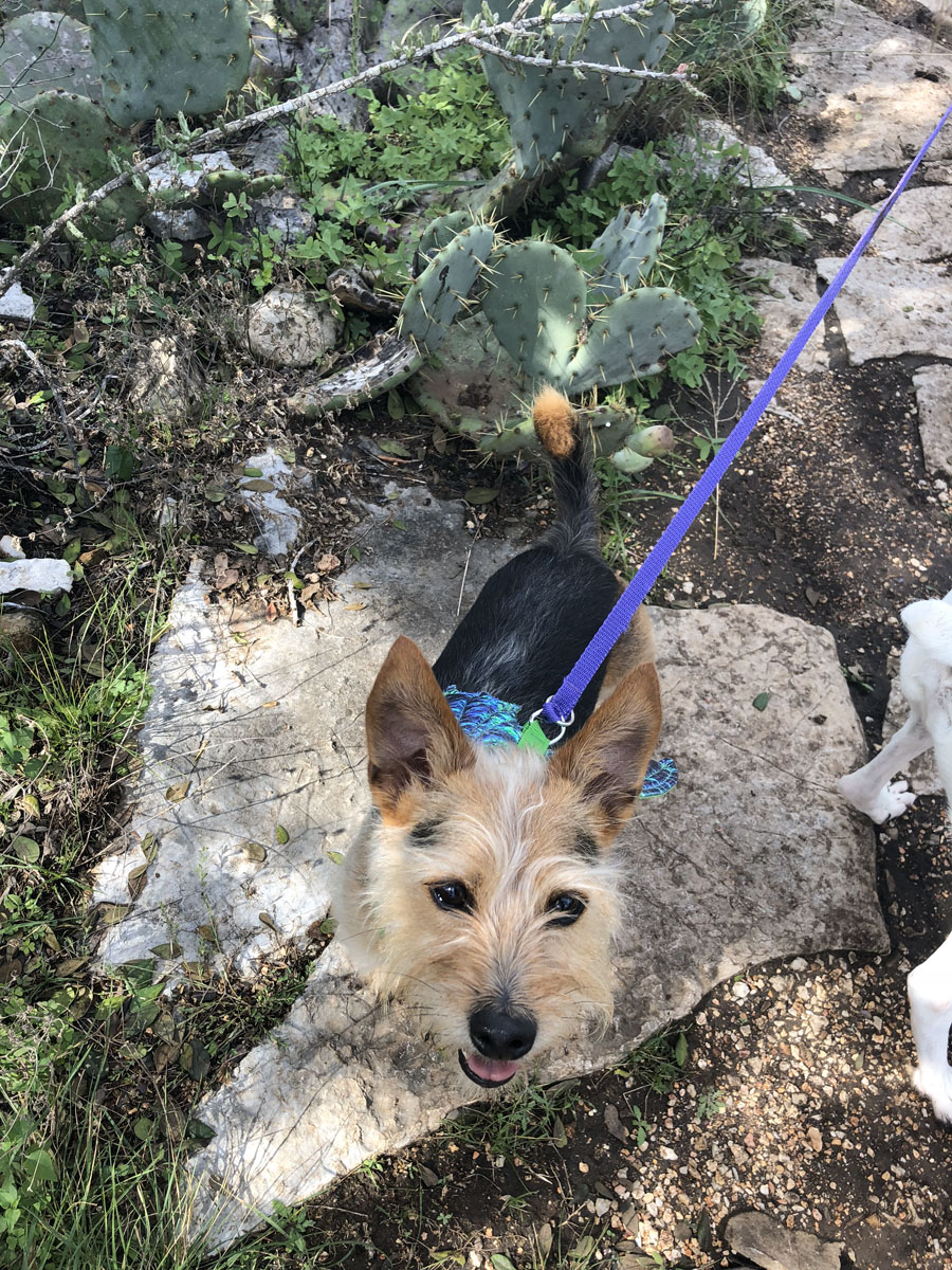 A yorkie chihuahua mixed breed dog with a leash on stands on a rock surrounded by cacti.