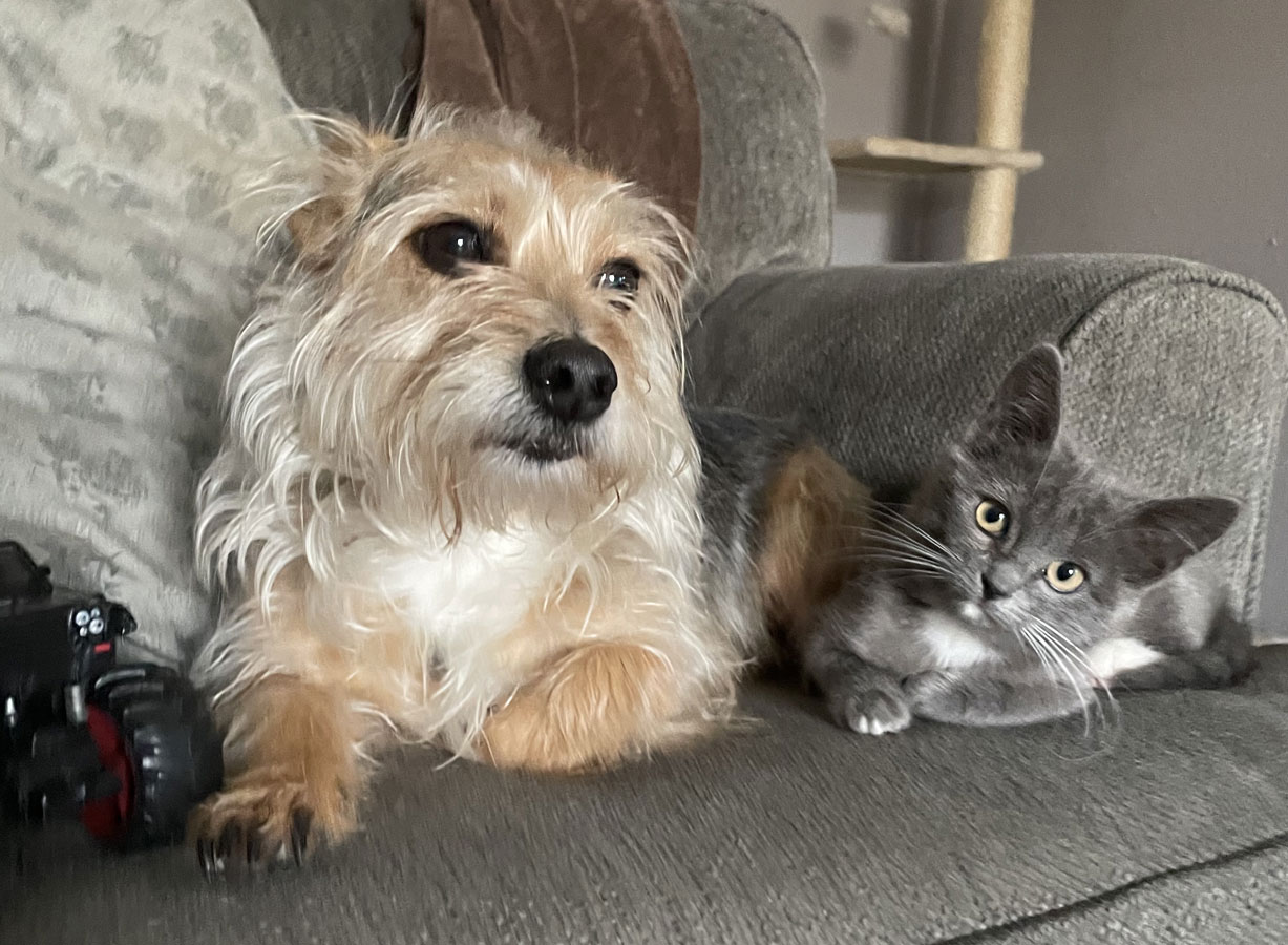 A yorkie Chihuahua mixed breed dog sits on a sofa next to a small gray kitten.