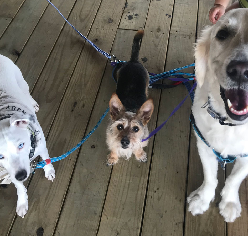 A yorkie chihuahua mixed breed dog stands in the middle of a small white dog and a big white dog, all wearing leashes. 