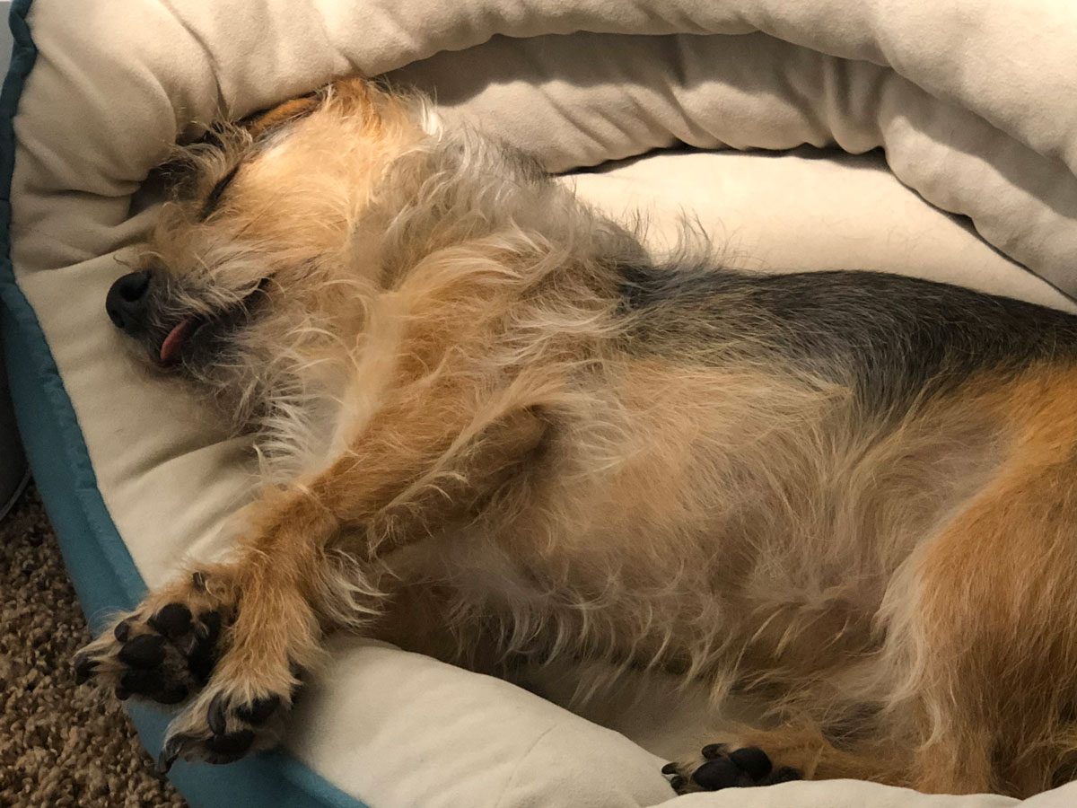 A yorkie chihuahua mixed breed dog naps in his dog bed with his tongue and stomach poking out.