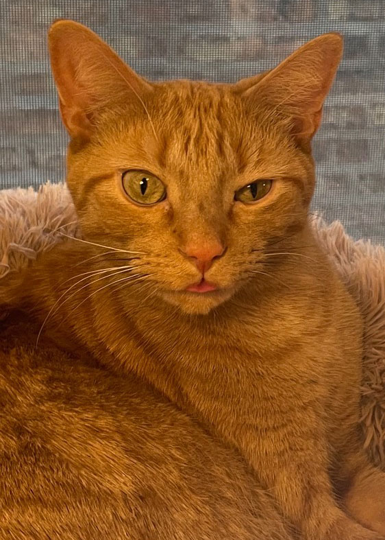 A headshot of an orange cat making a funny face- one eye is squinting and his tongue is out.