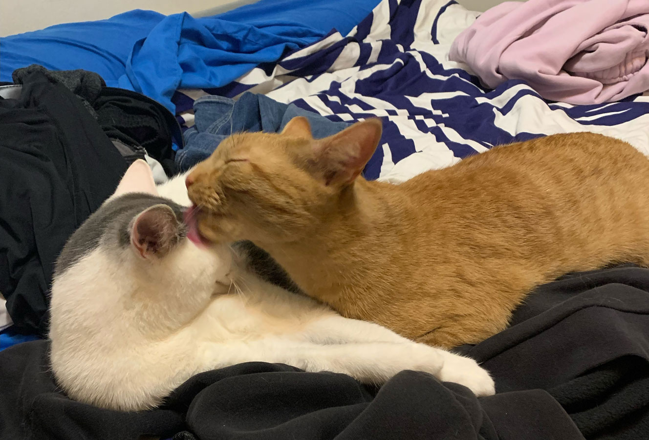 An orange cat loving licks a white cat on a bed.