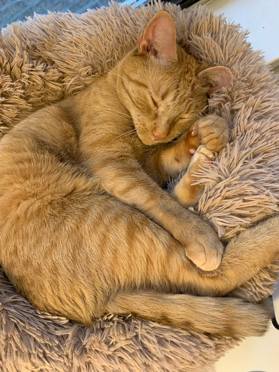 An orange cat curled up in a pet bed sleeping.