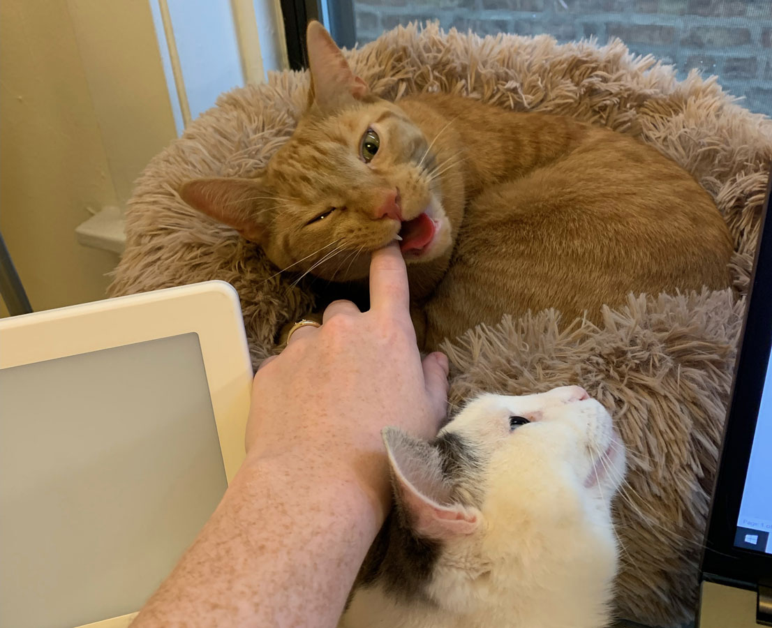 An orange cat biting a human finger while lounging in his bed while a white cat watches.